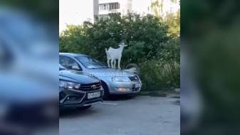 Белые козлы-террористы захватили Южное Бутово в… 