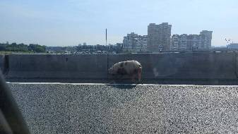На оживлённой трассе в Москве поймали гигантскую свинью… 